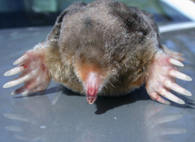 Eastern Mole